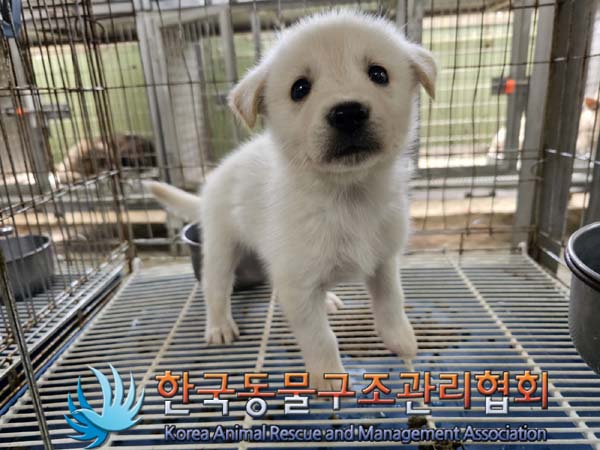한국동물구조관리협회_441406202300762